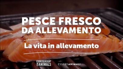 Pesce fresco da allevamento intensivo | La vita in allevamento