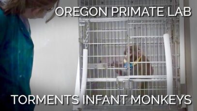 PETA Uncovers Torment of Infant Japanese Macaques in an Oregon Primate Laboratory