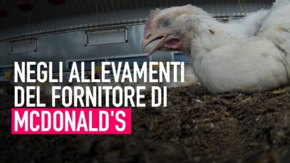 VIDEO CHOC negli allevamenti del fornitore di McDonald’s!