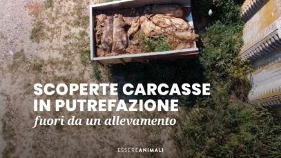 Carcasse in putrefazione all’esterno di un allevamento di maiali – Essere Animali