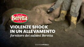 Pura crudeltà in allevamento dei salumi F.lli Beretta