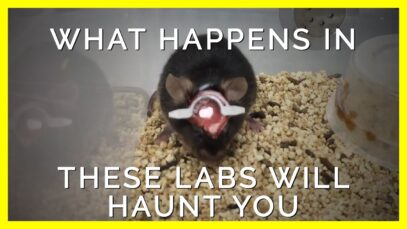 How Experimenters Get Away with Torturing Mice and Rats