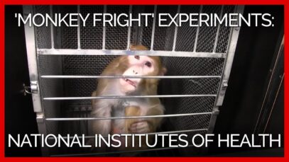 ‘Monkey Fright’ Experiments at the National Institutes of Health: A PETA Investigation