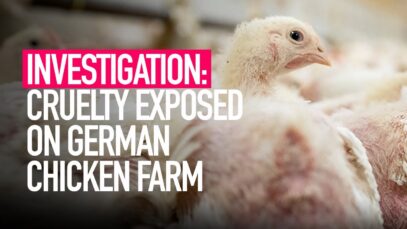 INVESTIGATION: Leaked Footage Shows Cruelty on German Chicken Farm