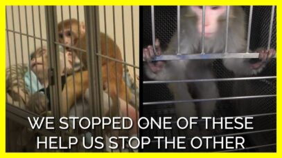 PETA Uncovers More Monkey Terror Experiments at NIMH