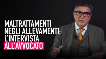 Crudeltà e maltrattamenti negli allevamenti intensivi: l’avvocato parla della lotta nei tribunali