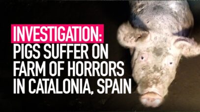 INVESTIGATION: Pigs Suffer on Farm of Horrors in Catalonia, Spain