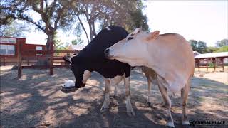 Kisses and Scritches (Magnolia and Shelby the cows)