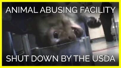 Animal Abusing Facility Shut Down by the USDA