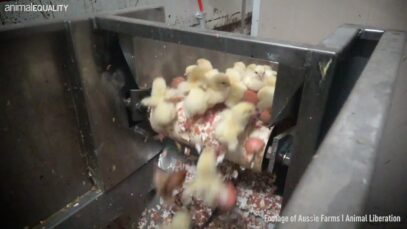 Chick Culling – Egg Industry