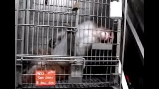 PETA Undercover Investigation at ONPRC