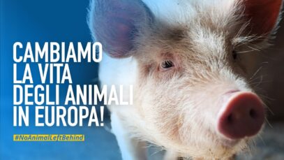 Una campagna europea per cambiare la vita degli animali negli allevamenti e nei macelli d’Europa!