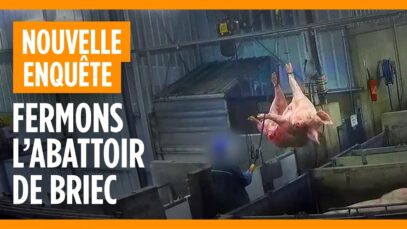 Abattoir de truies de réforme de Briec – groupe Les mousquetaires