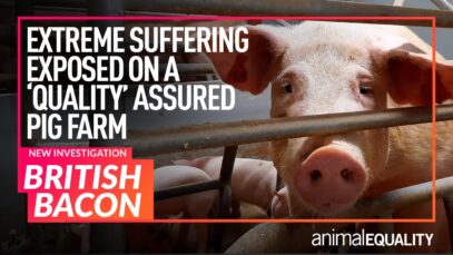 Animal Equality Investigation: Pigs Hammered to Death on “High Welfare” UK Farm