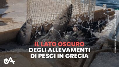 Nuova indagine: il lato oscuro degli allevamenti di pesci in Grecia | Essere Animali