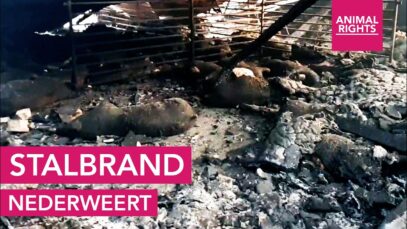 Stalbrand | Nederweert | Animal Rights