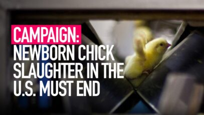 Animal Equality’s Campaign Exposing the U.S. Egg Industry’s Routine Slaughter of Newborn Chicks