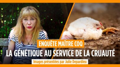 Enquête Maître CoQ : La génétique au service de la cruauté