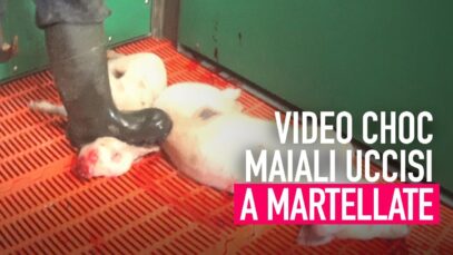 Maiali uccisi a martellate in un allevamento intensivo in Gran Bretagna