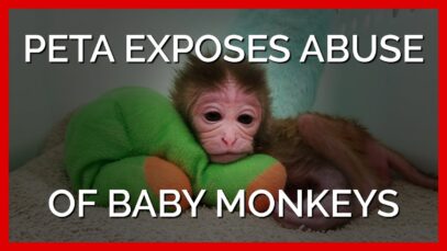 PETA Exposes Abuse of Baby Monkeys