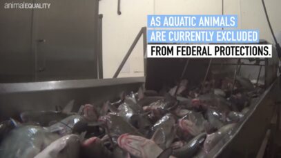 Animals Killed While Conscious: U.S. Catfish Investigation