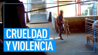 Crueldad y violencia sistemática en cárnica líder en Italia