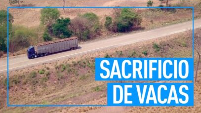 Escándalo en Brasil: sacrifican vacas embarazadas