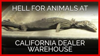 Investigation Reveals Hell on Earth for Animals at California Dealer Warehouse