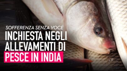 Sofferenza senza voce: inchiesta negli allevamenti di pesce in India