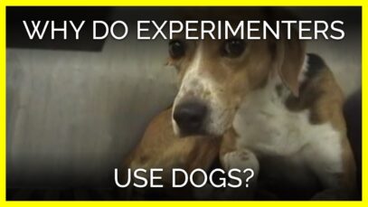 Why Do Experimenters Use Dogs?