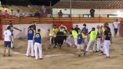 AnimaNaturalis – Castellón epicentro del maltrato animal en festejos populares