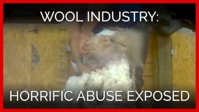 New PETA Asia Investigation Reveals Even More Horrific, Pervasive Abuse in the Wool Industry