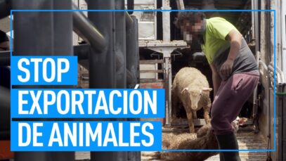 Por el fin de la exportación de animales