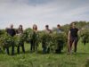 These Former Chicken Farmers Just Harvested Their First Acre of Hemp