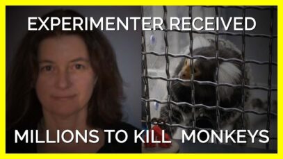 UMass Experimenter Received Millions To Torment and Kill Monkeys