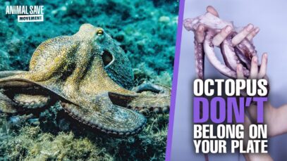 5 Interesting Facts about Octopus and Why We Shouldn’t Eat Them