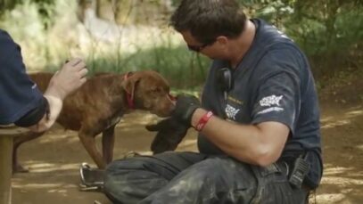 50 Dogs Rescued from Suspected Dogfighting Operation