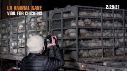 BEAR WITNESS  – VIGIL FOR CHICKENS