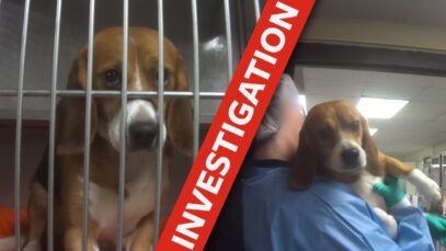 Cruel tests on dogs exposed!