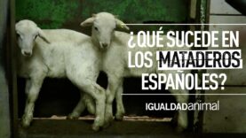 ¿CUÁNTOS ANIMALES SACRIFICAN EN LOS MATADEROS? | PROTECCIÓN ANIMAL