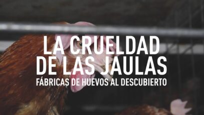 El maltrato de las gallinas enjauladas de Kinswood Eggs galardonada con garantía de "bienestar"