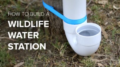 How to build a wildlife water station