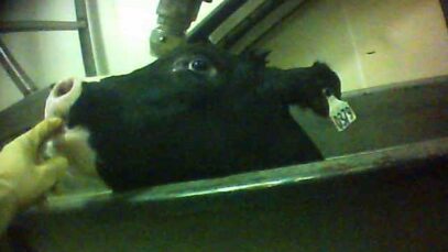 HSUS Investigation of Catelli Bros. Calf Slaughter Plant