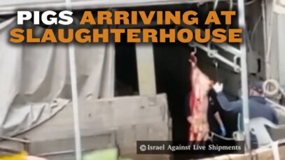 Pigs arriving at slaughterhouse in Israel hear the screams of their friends