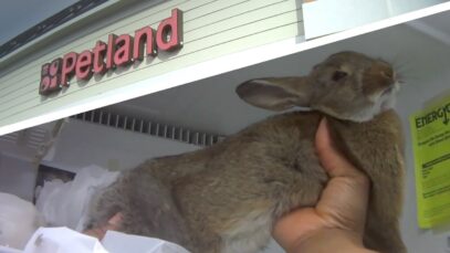 Rabbits are dying at Petland.