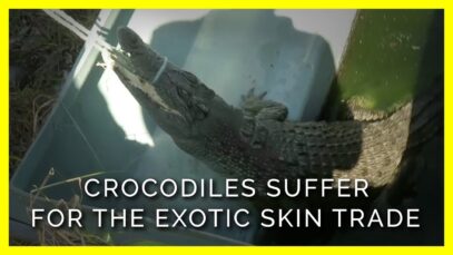 This Is Who Really Suffers For the Exotic Skins Trade