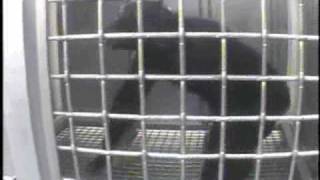 Undercover Footage: Chimpanzee Sedation