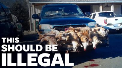 Undercover: Wildlife Killing Contests