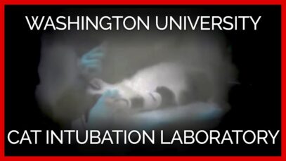 Washington University Cat Intubation Laboratory: A PETA Exposé