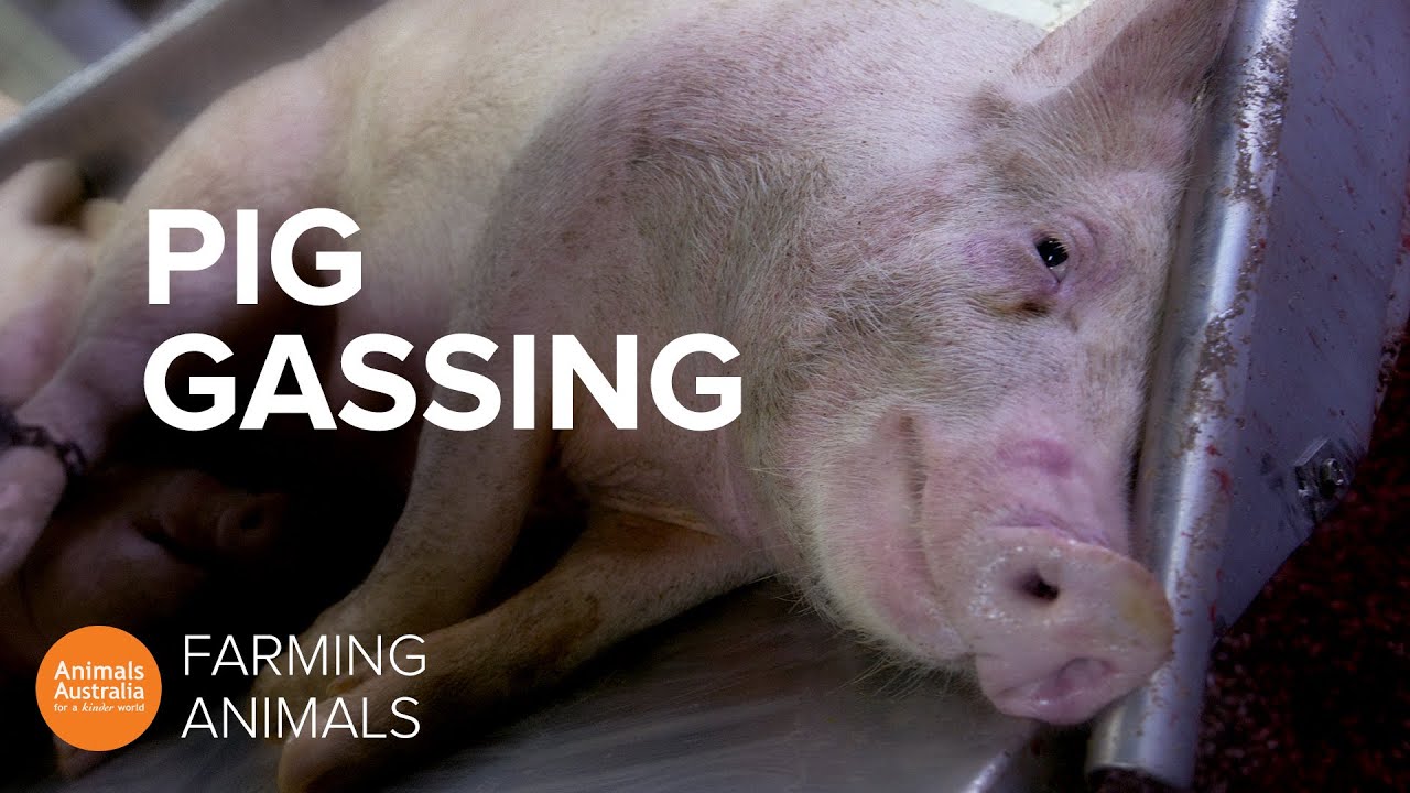 Why pigs killed for meat are sent to gas chambers | Laverabestia.org